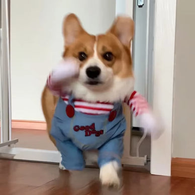 Transform Your Pet's Style and Lift Your Spirits!